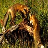 Two foxes puzzle