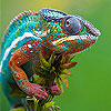 Fast colorful chameleon slide puzzle Games to Play Free