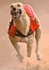 Play free Greyhound Race game