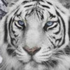 Play free The White Tiger game